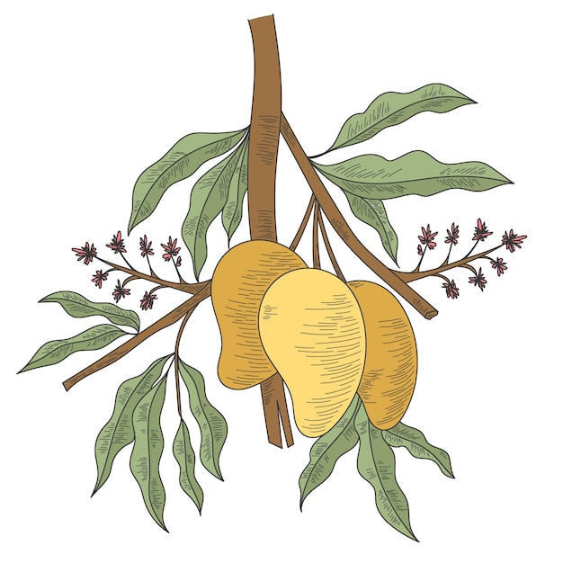 Hand getekende illustratie botanische mango boomtak met fruit