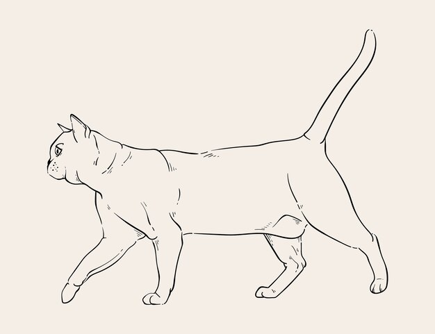 Hand getekende kat schets illustratie