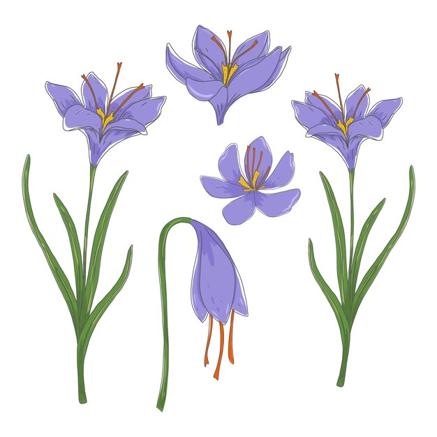 Hand getekende saffraan plant illustratie