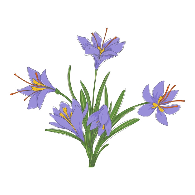 Gratis vector hand getekende saffraan plant illustratie