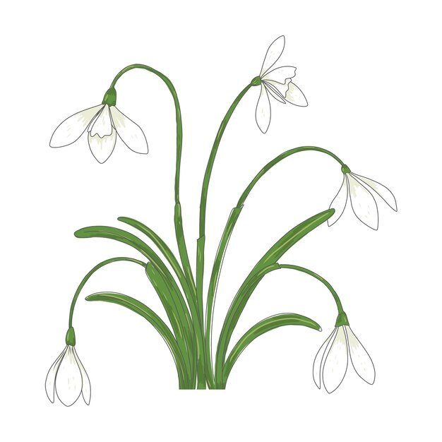 Hand getekende sneeuwklokje plant illustratie