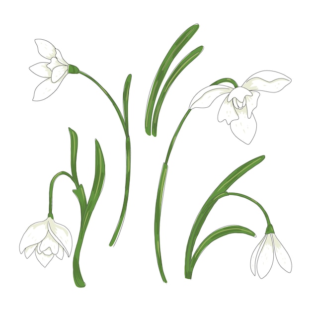 Hand getekende sneeuwklokje plant illustratie