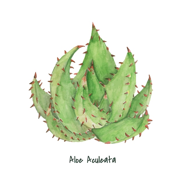 Gratis vector hand getrokken aloe aculeata plant