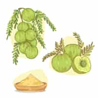 Gratis vector hand getrokken amla fruitelementen