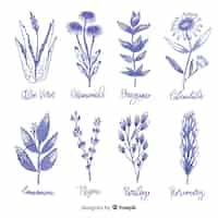 Gratis vector hand getrokken botanische collectie