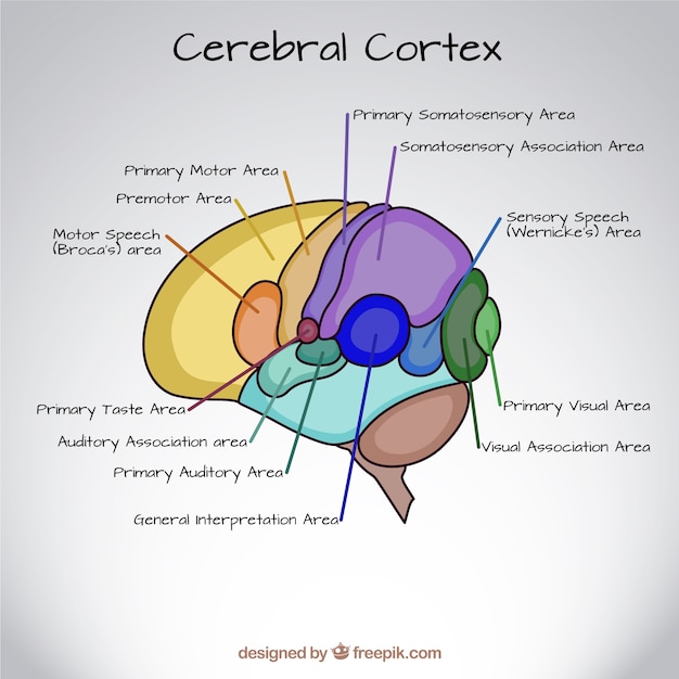 Gratis vector hand getrokken cerebrale cortex