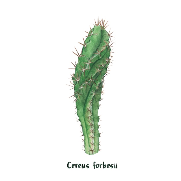 Gratis vector hand getrokken cereus forbesii cactus