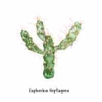 Gratis vector hand getrokken euphorbia heptagona cactus