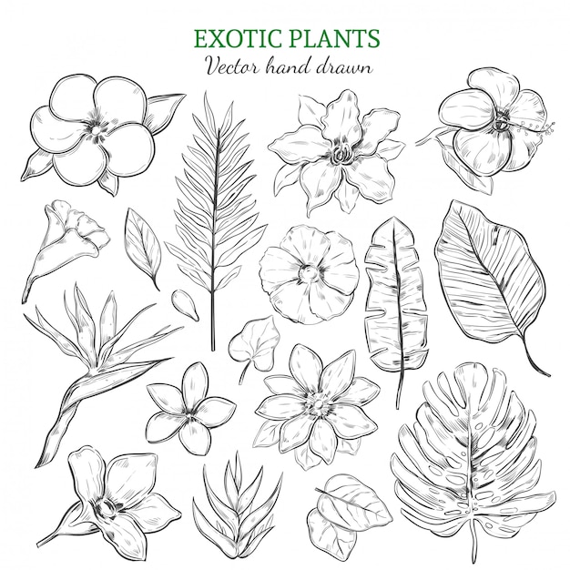 Hand getrokken exotische planten Set