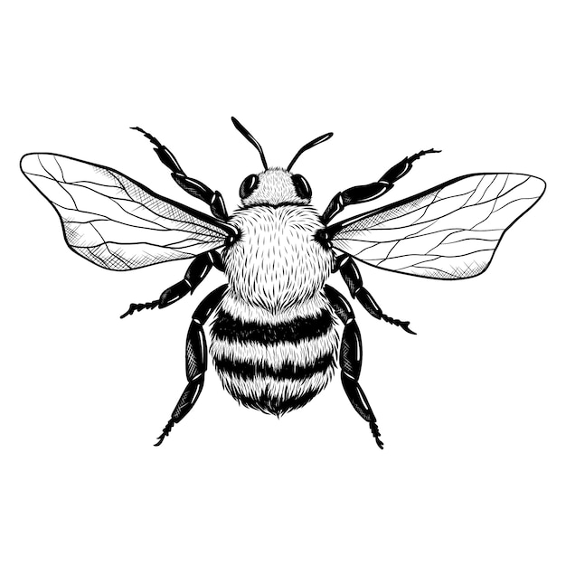 Gratis vector hand getrokken honingbij tekening illustratie