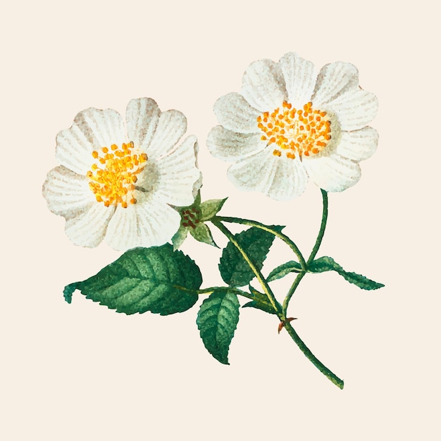 Hand getrokken macartney roos vector bloem vintage illustratie
