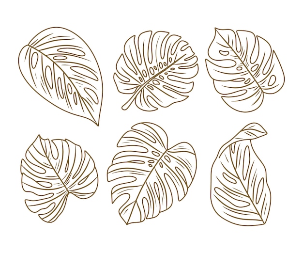 Hand getrokken monstera blad illustratie