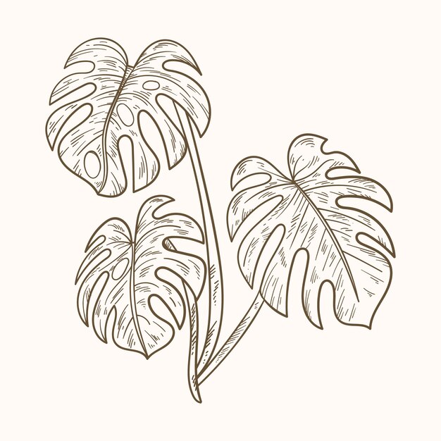 Hand getrokken monstera blad schets illustratie