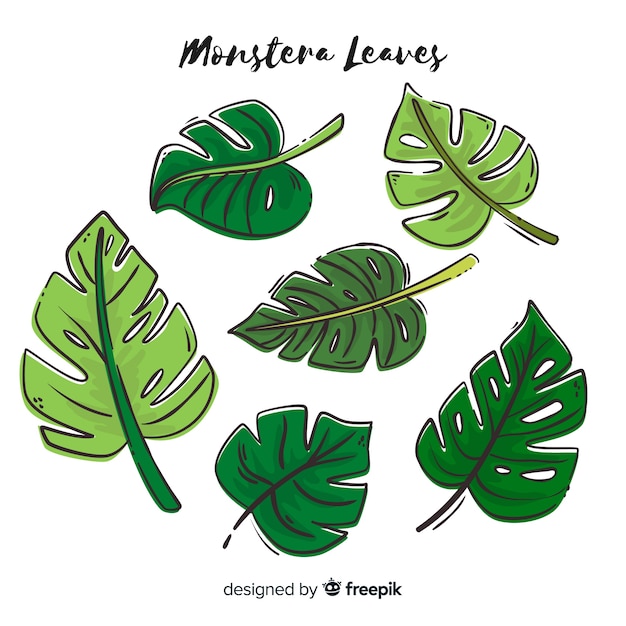 Hand getrokken monstera bladeren pack