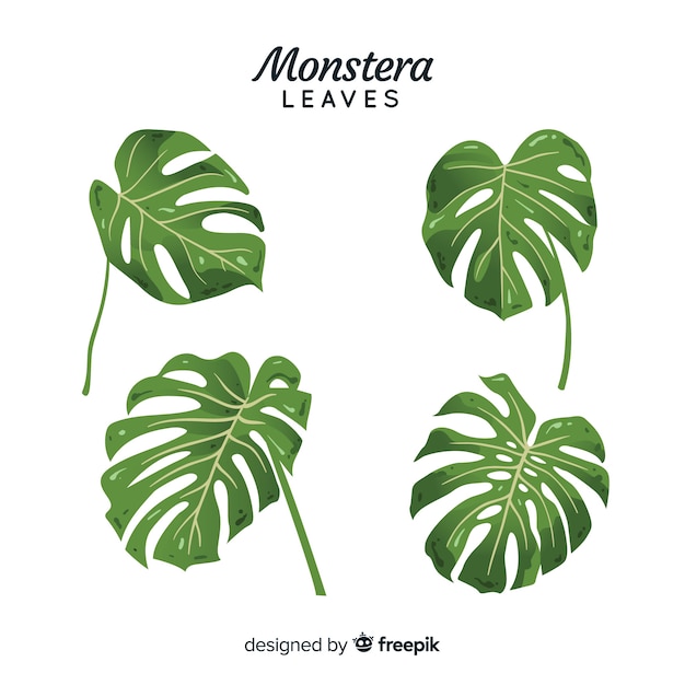 Hand getrokken monstera bladeren