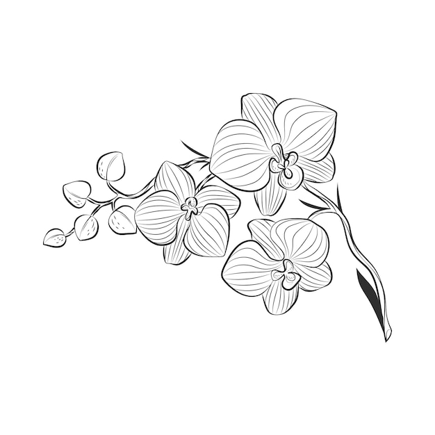 Gratis vector hand getrokken orchidee schets illustratie