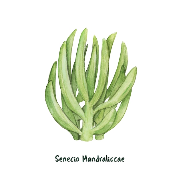 Hand getrokken senecio mandraliscae succulent