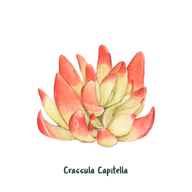 Hand getrokken succulente crassula capitella