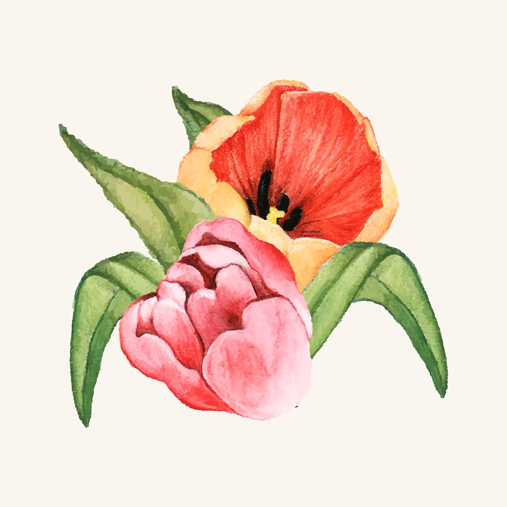 Gratis Vector hand getrokken tulp bloem geïsoleerd