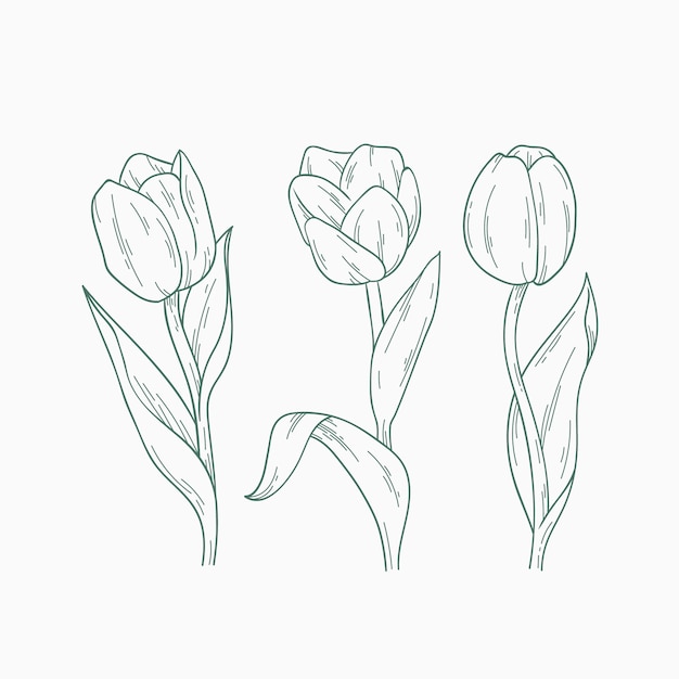 Gratis vector hand getrokken tulp schets illustratie
