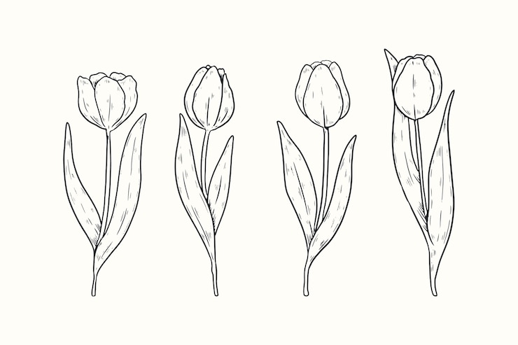 Gratis Vector hand getrokken tulp schets illustratie