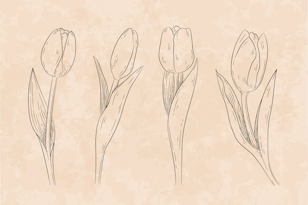 Gratis vector hand getrokken tulp schets illustratie