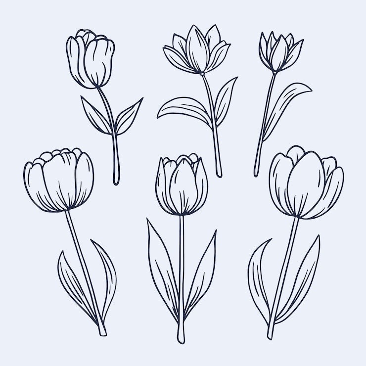 Gratis Vector hand getrokken tulp schets illustratie