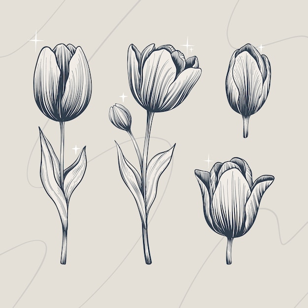 Gratis vector hand getrokken tulp schets illustratie