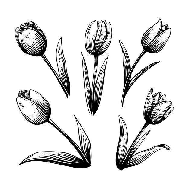 Hand getrokken tulp schets illustratie