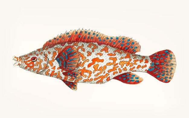 Gratis vector hand getrokken van bonte wrasse