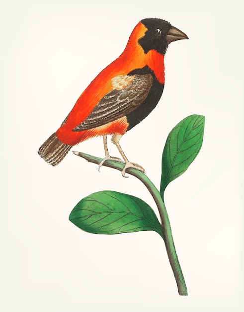 Gratis vector hand getrokken van grosbeak