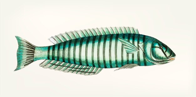 Gratis vector hand getrokken van ring wrasse