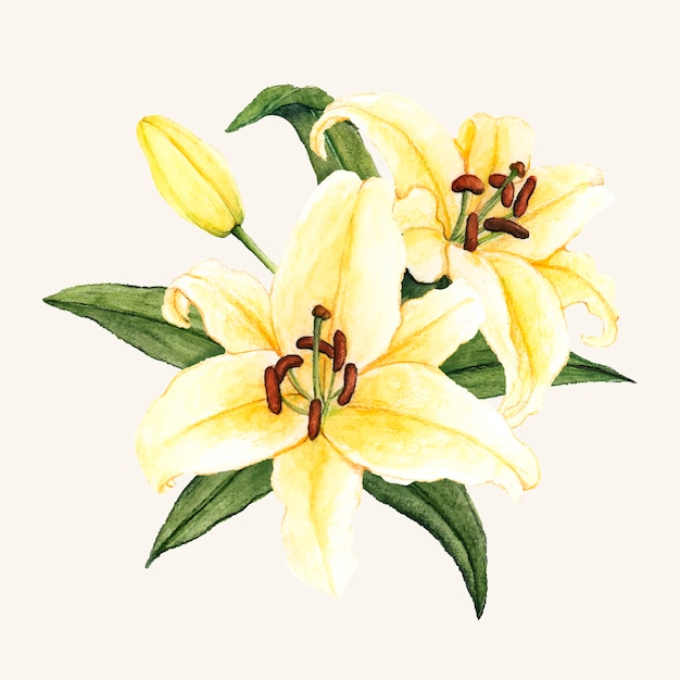 Gratis vector hand getrokken witte lily bloem geïsoleerd