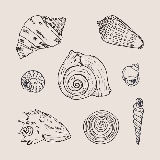 Hand getrokken zeeschelp overzicht illustratie