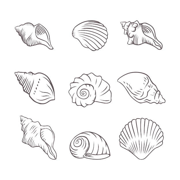 Hand getrokken zeeschelp overzicht illustratie