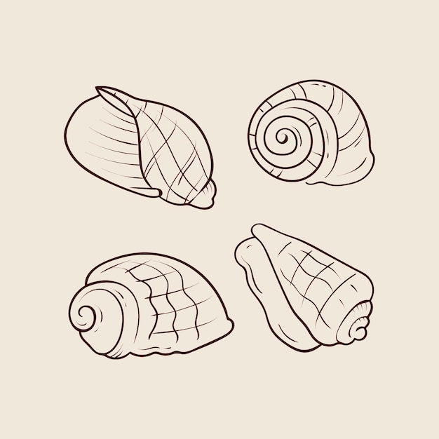 Hand getrokken zeeschelp overzicht illustratie