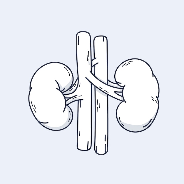 Handgetekende afbeelding van een nier