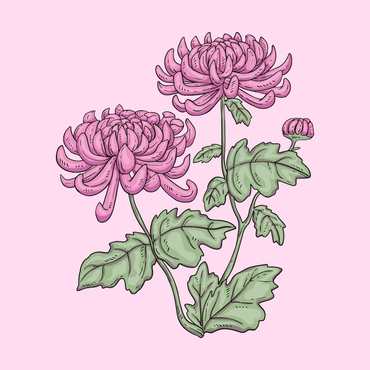 Gratis Vector handgetekende bloeiende chrysant geïllustreerd