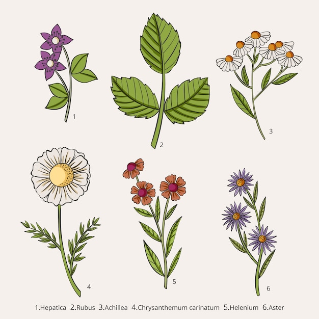 Handgetekende botanische bloemenkaart