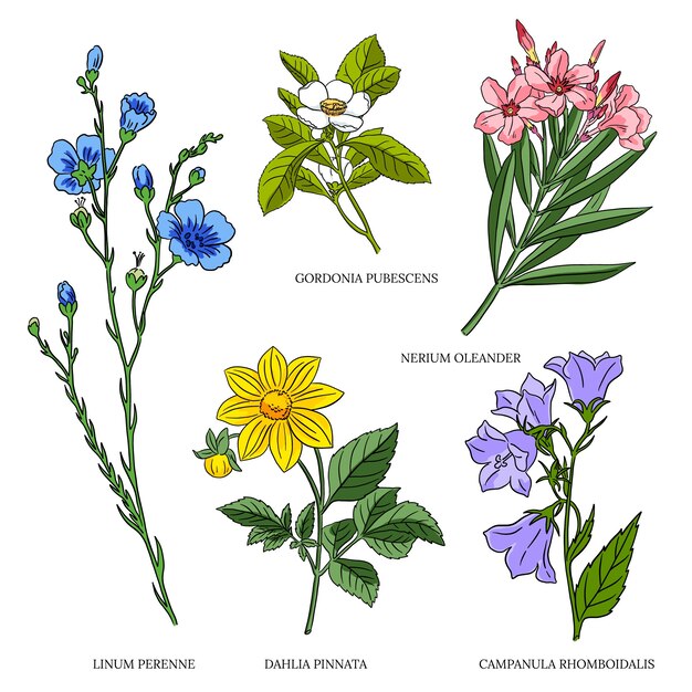 Handgetekende botanische bloemenkaartenset