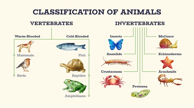 Handgetekende classificatie van dieren infographic