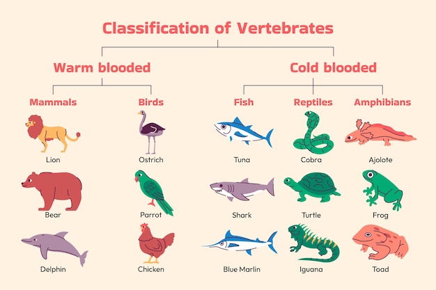 Handgetekende classificatie van dieren infographic