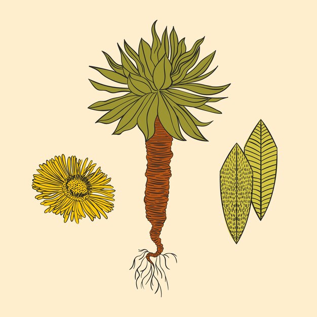 Handgetekende frailejon plant illustratie
