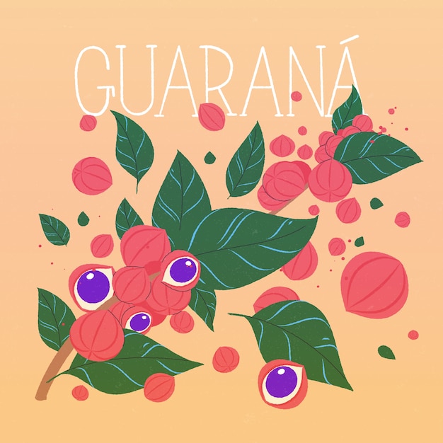 Gratis vector handgetekende guarana-illustratie