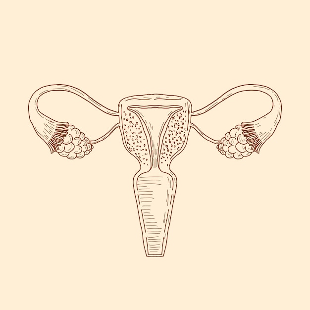 Gratis vector handgetekende illustratie van de baarmoeder