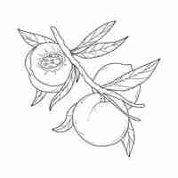Gratis vector handgetekende illustratie van de omtrek van een perzik