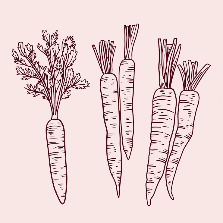Gratis Vector handgetekende illustratie van de omtrek van een wortel