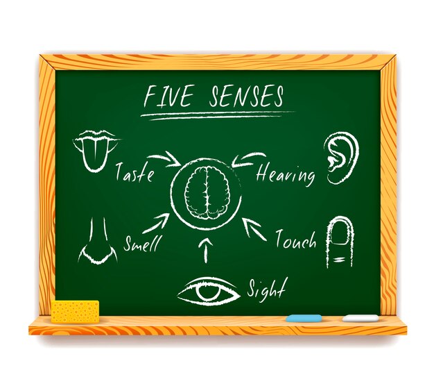 Handgetekende infographic op het bord van The Five Senses die zien, voelen, ruiken, proeven en horen met pijlen die naar een menselijk brein wijzen