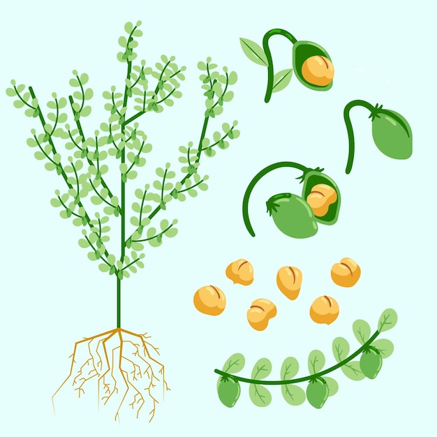 Gratis vector handgetekende kikkererwten bonen en plant illustratie