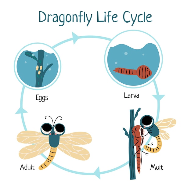 Gratis vector handgetekende levenscyclus van libellen